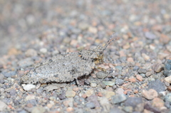 Chrotogonus turanicus