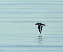 Haematopus ostralegus