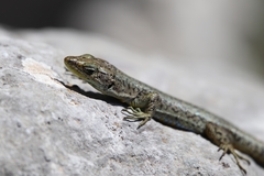 Dinarolacerta mosorensis