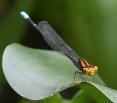 Pseudagrion punctum