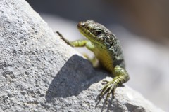 Dinarolacerta mosorensis