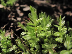 Plagiomnium ellipticum