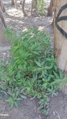 Cestrum parqui