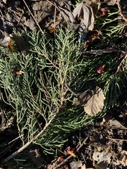 Cupressus macrocarpa