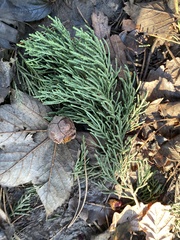 Cupressus macrocarpa