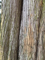 Cupressus macrocarpa