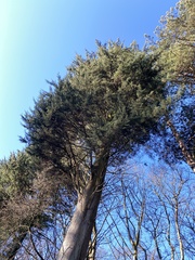 Cupressus macrocarpa