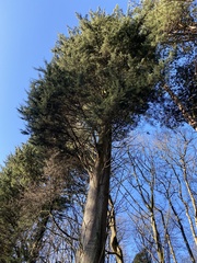 Cupressus macrocarpa
