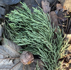 Cupressus macrocarpa