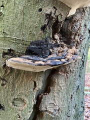 Ganoderma