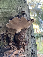 Ganoderma