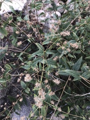 Koanophyllon palmeri