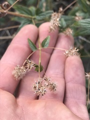 Koanophyllon palmeri