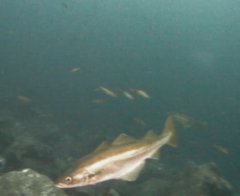 Pollachius pollachius