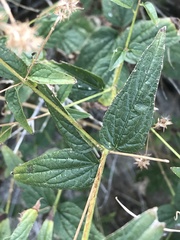 Koanophyllon palmeri