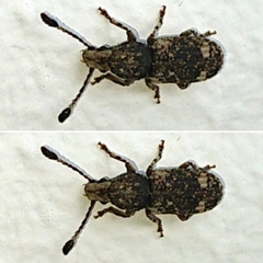 Ecelonerini