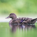 African Black Duck - Photo (c) Alex R, some rights reserved (CC BY-NC), uploaded by Alex R