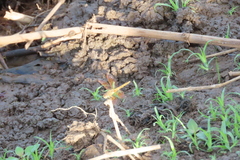 Brachythemis contaminata