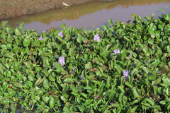 Pontederia crassipes