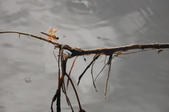 Brachythemis contaminata