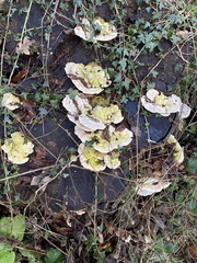 Trametes gibbosa