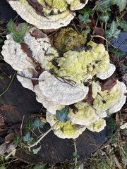 Trametes gibbosa