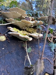 Trametes gibbosa