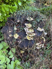 Trametes gibbosa