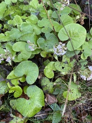 Petasites pyrenaicus