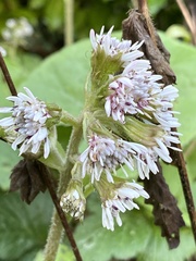 Petasites pyrenaicus