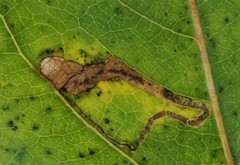 Stigmella trimaculella