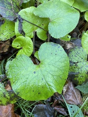 Petasites pyrenaicus