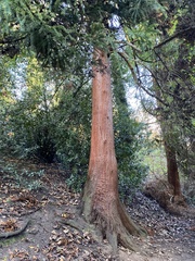 Cryptomeria japonica