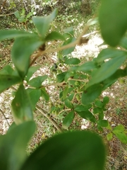 Berberis laurina