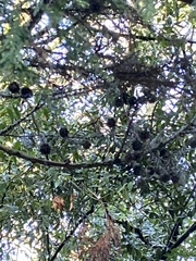 Cryptomeria japonica