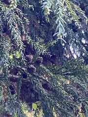 Cryptomeria japonica