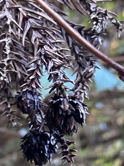 Cryptomeria japonica