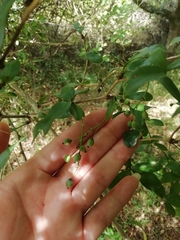 Berberis laurina