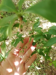 Berberis laurina