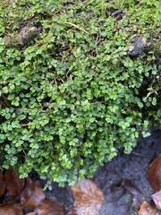 Soleirolia soleirolii