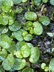 Soleirolia soleirolii