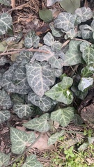 Hedera helix