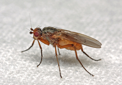 Eccoptomera pallescens