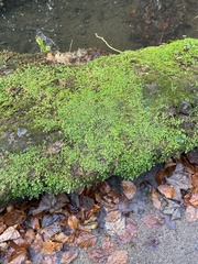 Soleirolia soleirolii