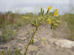 Chylismia scapoidea utahensis