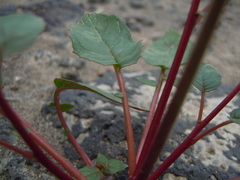 Chylismia scapoidea utahensis