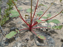 Chylismia scapoidea utahensis