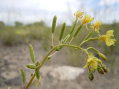 Chylismia scapoidea utahensis