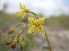Chylismia scapoidea utahensis