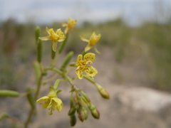 Chylismia scapoidea utahensis